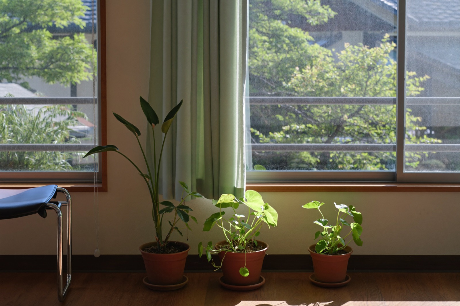 窓辺の観葉植物